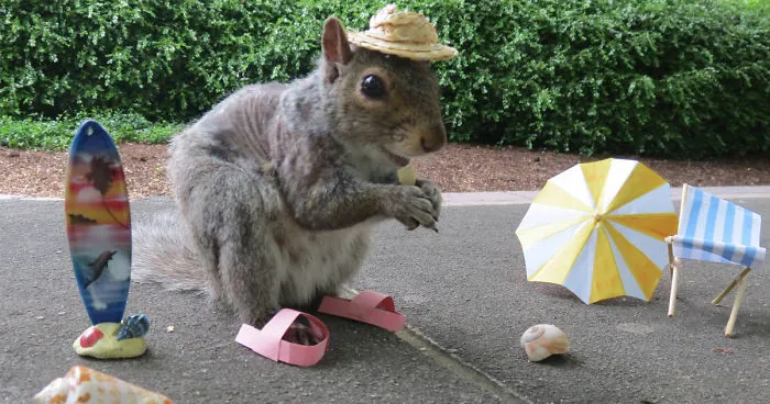 Student Befriends Squirrels On Campus And Dresses Them In Cute Costumes