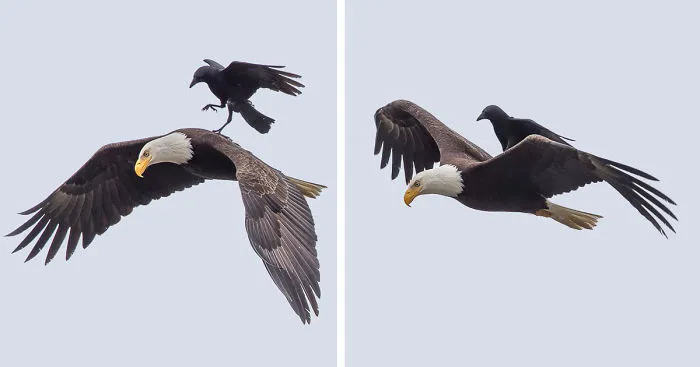Crow Rides On The Back Of An Eagle In Once-In-A-Lifetime Photos