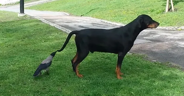 Crows Troll Animals By Pulling Their Tails
