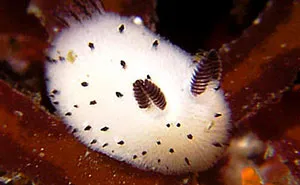 Sea Bunnies: Japan Is Going Crazy About These Furry Sea Slugs