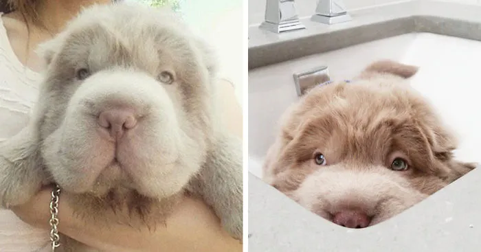 My Dog Looks Like A Bear And Has More Friends Than Me