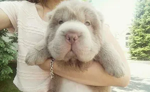 My Dog Looks Like A Bear And Has More Friends Than Me