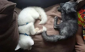 My Two Cute Troublemakers Odin And Frigga