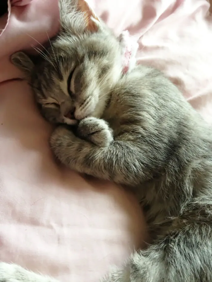 Sweet Dreams