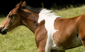 Baby Horse Born With Horse-Shaped Marking