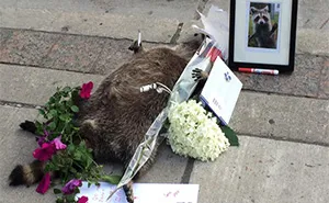People In Toronto Made Memorial For Dead Raccoon After City Forgot To Pick It Up For 12 Hrs