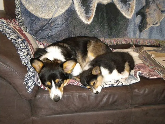 Sleeping Buddies
