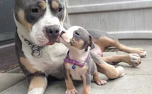 50 Dogs With Their Cute Mini-Mes