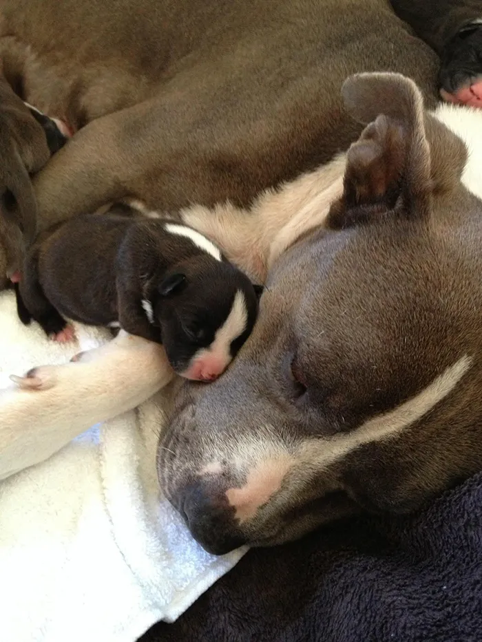 Proud Mary And Her Puppy