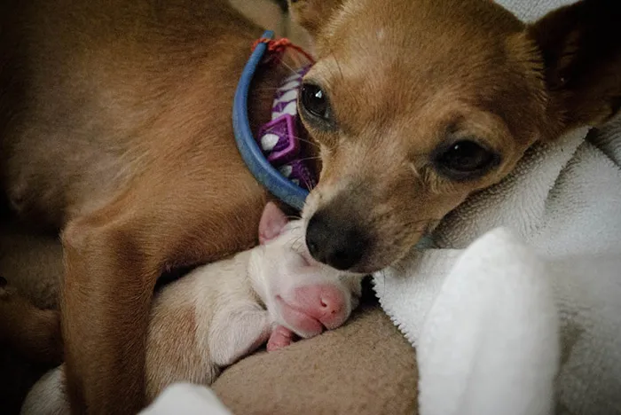 Newborn Puppy