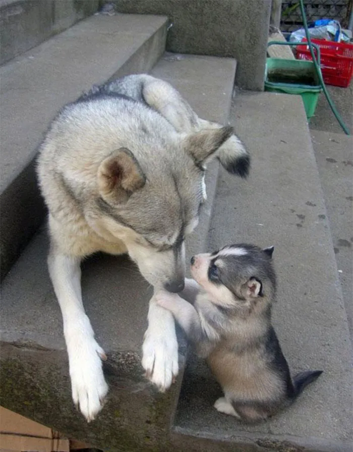 Adorable Mini-me Version
