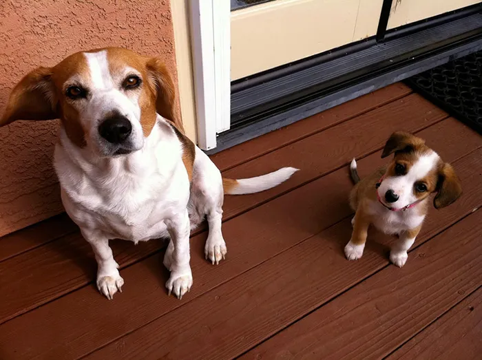 Mini Me