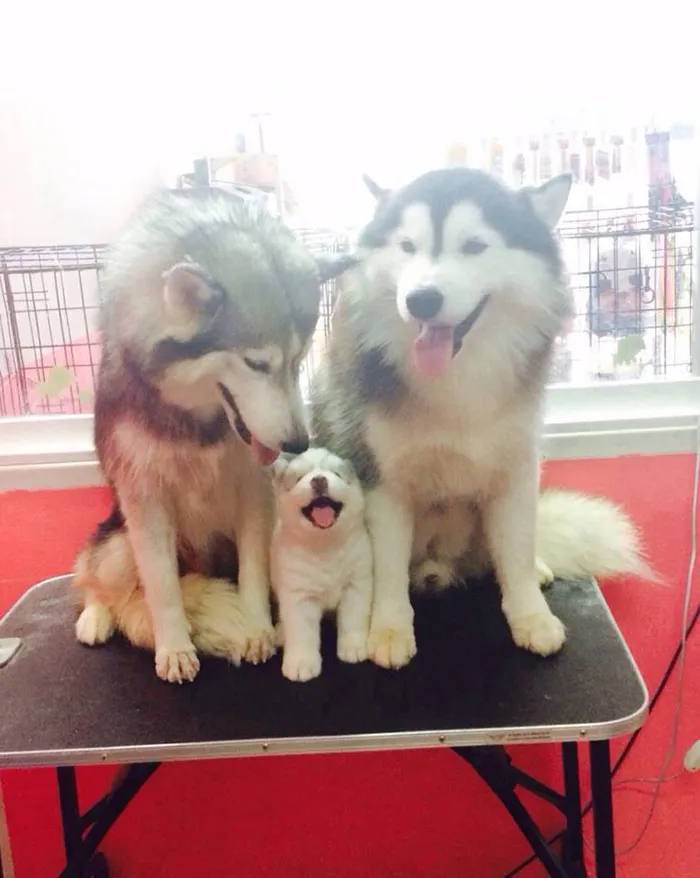 One Happy Family