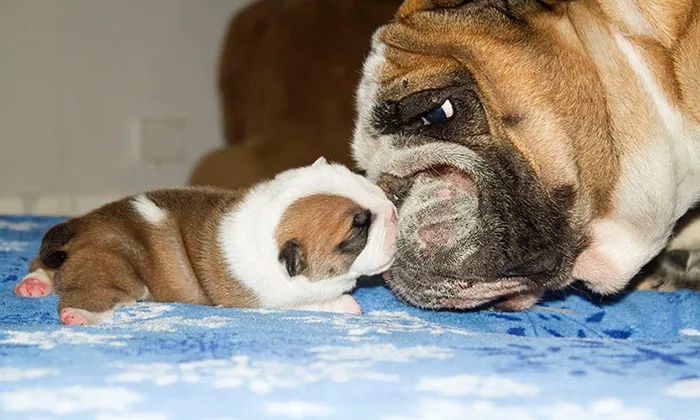 Puppy Love