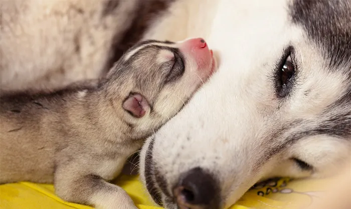 Husky Puppie With His Mother