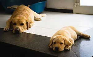 50 Dogs With Their Cute Mini-Mes