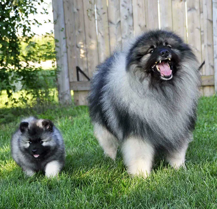 Proud Father And Son
