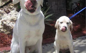 50 Dogs With Their Cute Mini-Mes
