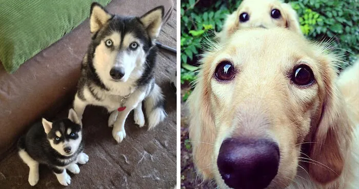 50 Dogs With Their Cute Mini-Mes