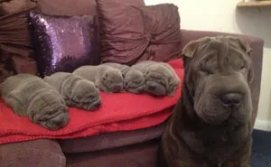 50 Dogs With Their Cute Mini-Mes