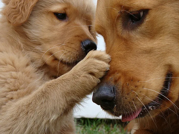 Golden Retriever Love