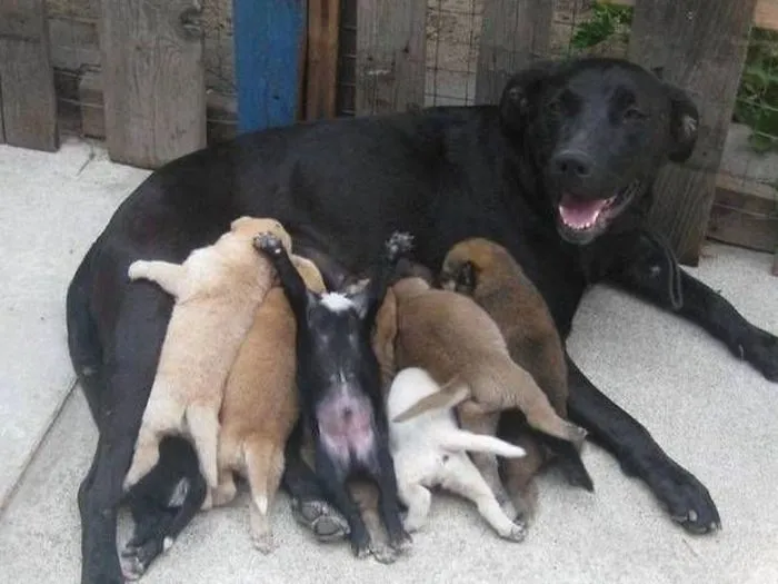 Puppy