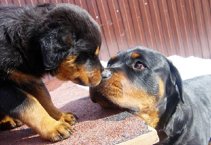 Cute Boop