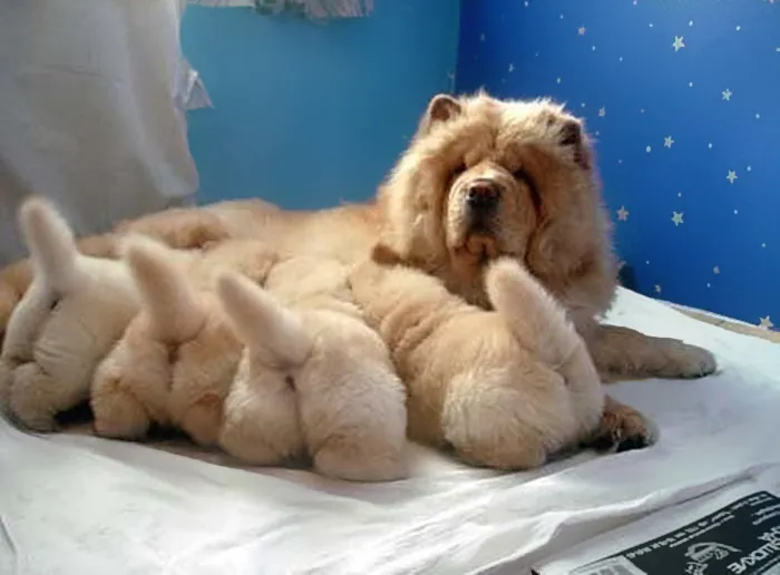 Puppy Bums