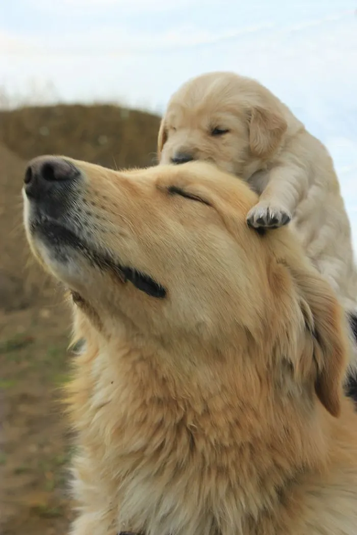 Puppy