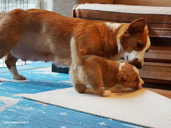 Puppy And His Mom
