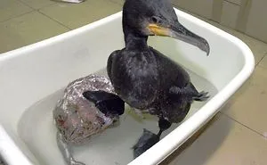 53 Bathing Animals That Will Splash A Smile On Your Face
