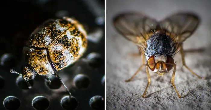 My Macro Photography Of British Bugs On A Budget