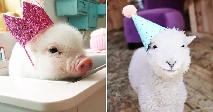 Animals In Hats: I Combined Two Simple Things Into Something Exceptionally Adorable