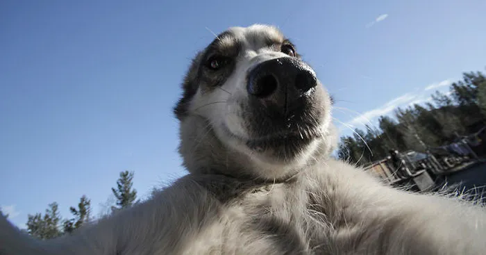 These Doggies Love Taking Selfies More Than You Do