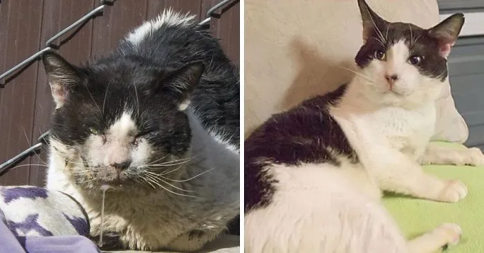 I Raised Money To Save A Stray Cat's Life