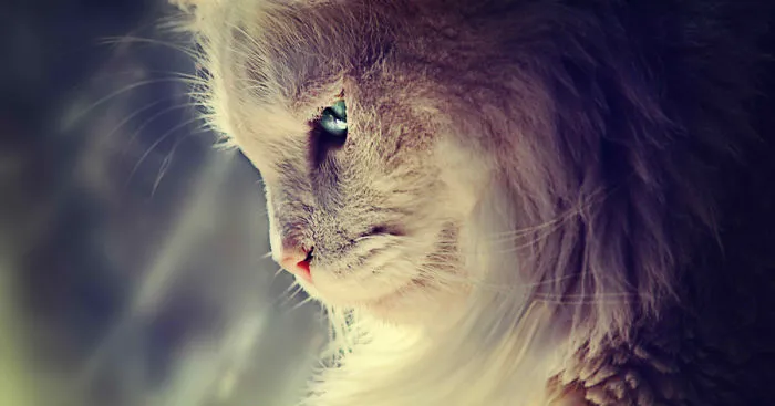 After Losing My Son At Birth This Deaf Kitten Saved Me