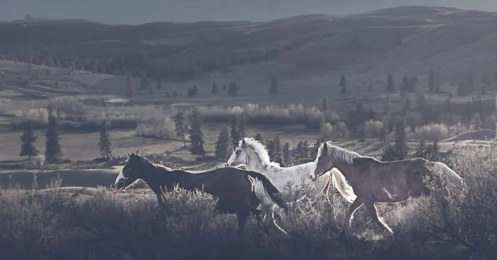 I Chase Wild Horses In North America To Photograph Their Beauty
