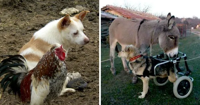 Abused Animals Take Care Of Each Other In This Sanctuary