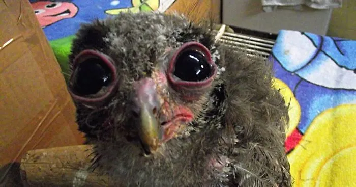 We Heal Injured Animals And Release Them Back To The Wild