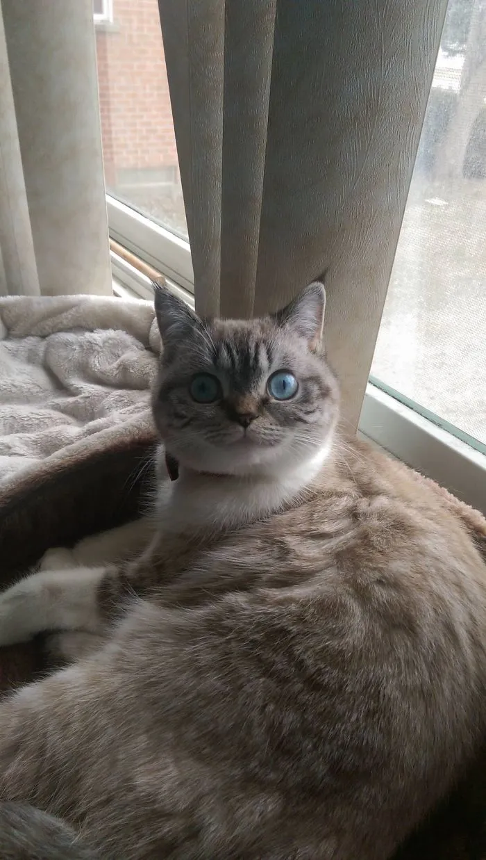 Funny Cat Scuba