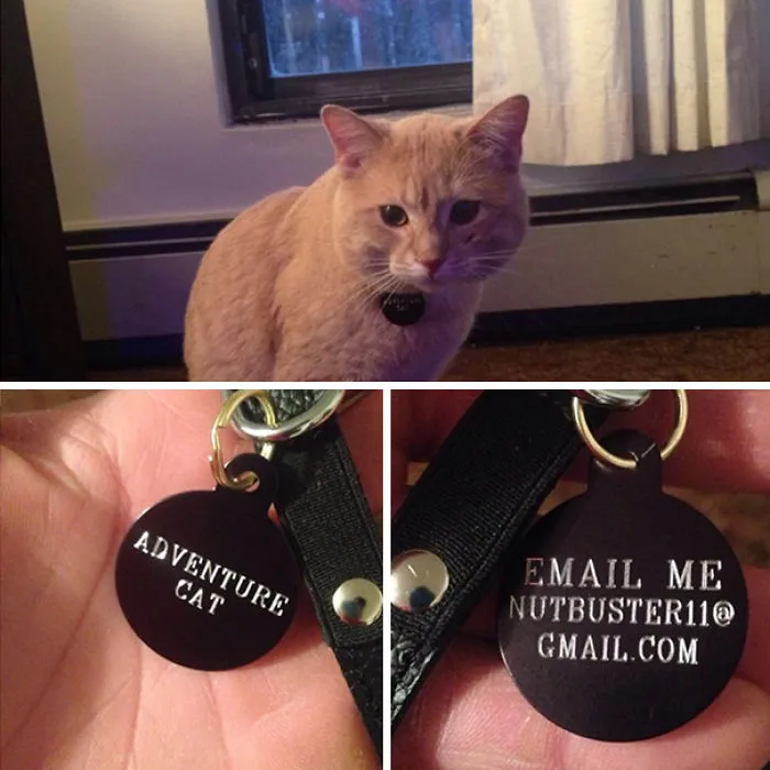 Adventure Cat