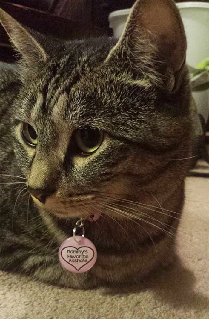 Mommy's Favorite Asshole