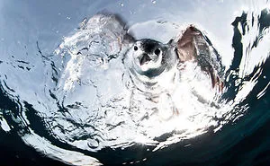 144 Perfectly Timed Pics That Will Make You Look Twice