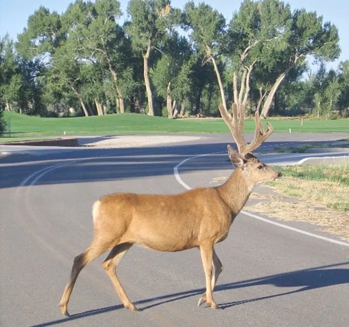 I Had To Do A Double Take On This Photo. I Call Them "trantlers."