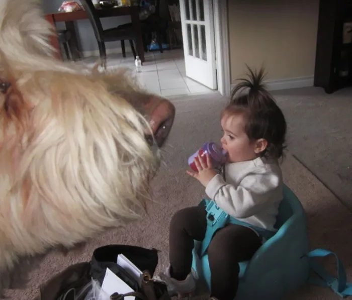 43 Perfectly Timed Photos That Turn Dogs Into Giants