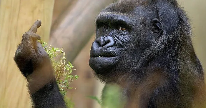 Gorilla Shows Middle Finger To Zoo Visitors Trying To Take His Picture