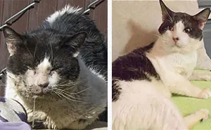 I Raised Money To Save A Stray Cat's Life