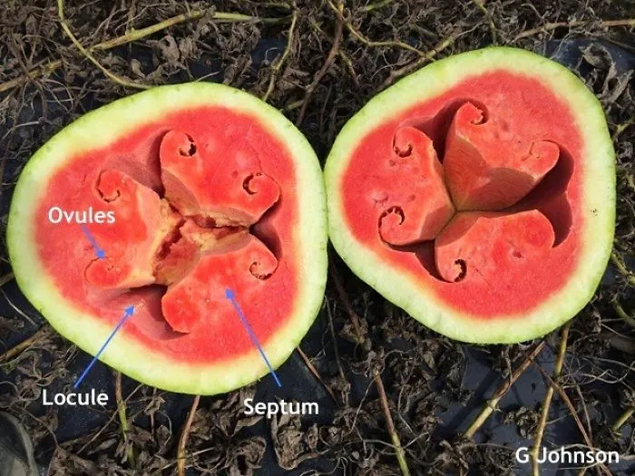 Watermelon
