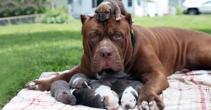 World's Largest Pitbull "Hulk" Has 8 Puppies Worth Up To Half A Million Dollars