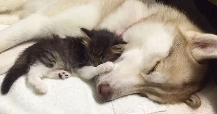 They Thought This Kitten Was Going To Die, But Then She Met A Husky Named Lilo
